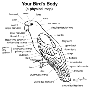 Parrot Anatomy