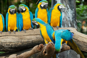 Parrots in a Row