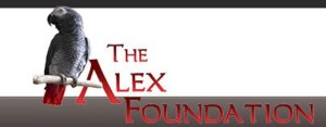 The Alex Foundation