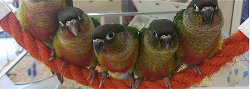 Exotic Birds by Fran