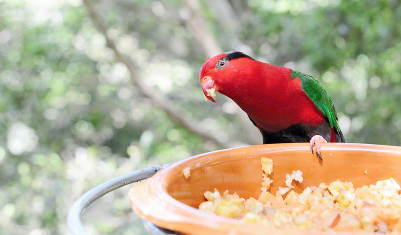 Safw Plants and Woods