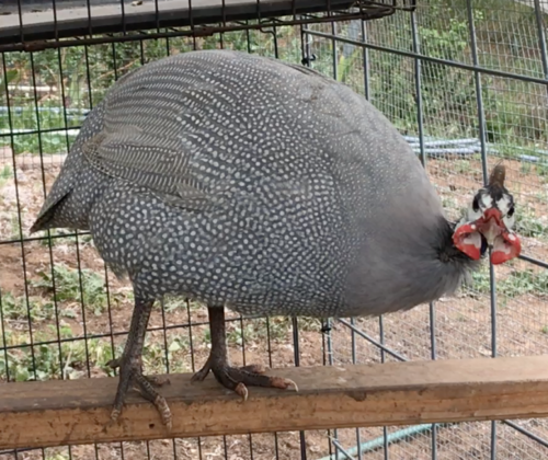 Guinea Fowl