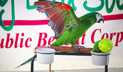 Torrance Disaster Expo Parrot